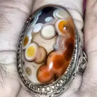 سلطانی شجرسلیمانی