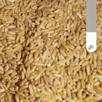 گندم  کوه دشت و کریم بوجاری شده