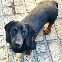 سگ گمشده|حیوانات|حسین آباد, |دیوار