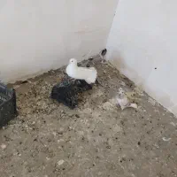 ۶ عدد کبوتر