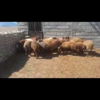 ۲۰راس بره ماده ونرهترو