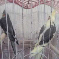 دو جفت زیبای دست آموز عروس هلندی