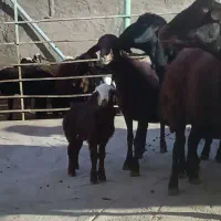 10 راس گوسفند جوان|حیوانات مزرعه|مهربان, |دیوار