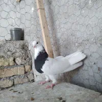 طوقی  کله  ساده  خال دم|پرنده|شیروان (خراسان), |دیوار