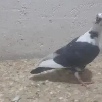 جوجه پشتی درجه یک نر