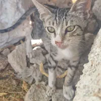 قابل توجه دوستدارن حیوانات