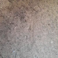 کودحیوانی اسب