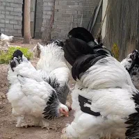 برهما گرید A فول کیفیت