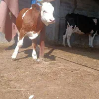 فروش گوساله