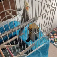 عروس نر ۱ساله با قفس