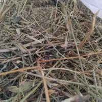 گیاه داروی خشک توگونی