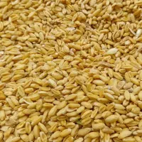 گندم دیمه فروشی