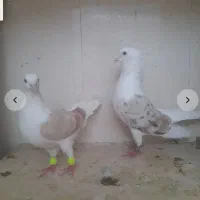 چهار جفت کفتر سوپر عطیقه