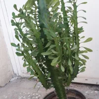 گل طبیعی و آپارتمانی|گل و گیاه طبیعی|یاسوج, |دیوار