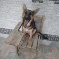 سگ اصیل ژرمن|سگ|شاهینشهر, گرگاب|دیوار