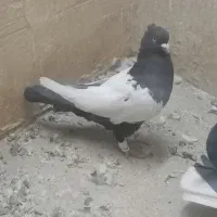 سینه سیاه