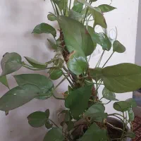 یک عدد گیاه پتوس