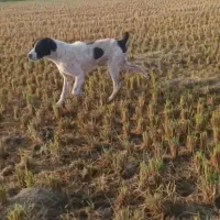 سگ آلابای|سگ|بندر ترکمن, |دیوار