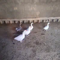 غاز فروشی نر و ماده
