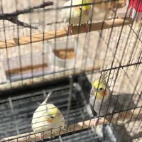 سه عدد عروس با قفس|پرنده|اردکان, |دیوار