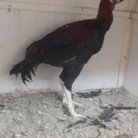 مرغ و خروس لاری|حیوانات مزرعه|ری, علایین|دیوار