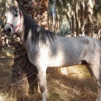 اسب|اسب و تجهیزات اسب‌سواری|نرماشیر, |دیوار