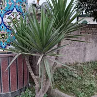 گل درختی|گل و گیاه طبیعی|آمل, |دیوار