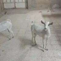 بز اصل صلاله ماده|حیوانات مزرعه|اهواز, فولاد|دیوار