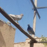 ۱۵عدد کبوتر  یکساله هوایی جوان جوجه یک بوم|پرنده|شیراز, لب آب|دیوار