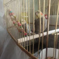 دو عدد عروس هلندی نر بازیگوش