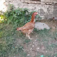 مرغ لاری نژاد افغان|حیوانات مزرعه|گرگان, |دیوار