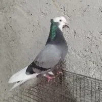 کبوتر شازده