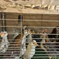 نیمچه گلین دو ماهه|حیوانات مزرعه|بابل, |دیوار