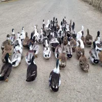 اوردک فوق سنگین