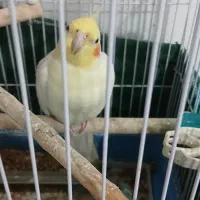 عروس هلندی|پرنده|فومن, |دیوار