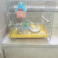 قفس فنچ