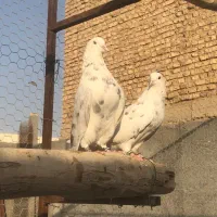 کفترای دهنجور بعدازظهری|پرنده|تهران, بهارستان|دیوار