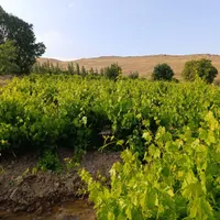 فروش باغ