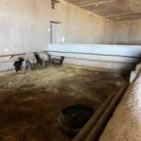 استخدام چوپان برای رسیدگی به گوسفند