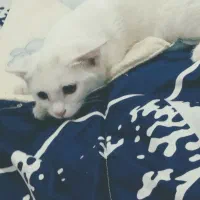 گربه