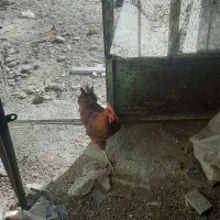 خروس جوان محلی