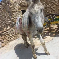 خر.|حیوانات مزرعه|فاروج, |دیوار