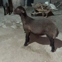 بره گوسفند بز بزغاله قوچ میش قصاب