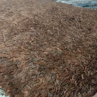 فرش وگلیم|فرش|زاهدان, |دیوار