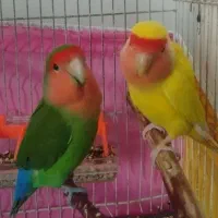 طوطی کوتوله