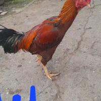 خروس لاری اصیل و۲ تا مرغ لاری اصیل وزن بالا فروشی