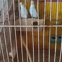 مرغ عشق  برای فروش