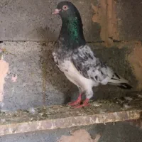 کبوتر پاکستانی|پرنده|میناب, |دیوار