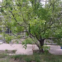 خانه ویلایی جمهوری الغدیر رضوان۳۰۰متر