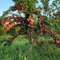 باغ سرپا آماده محصول